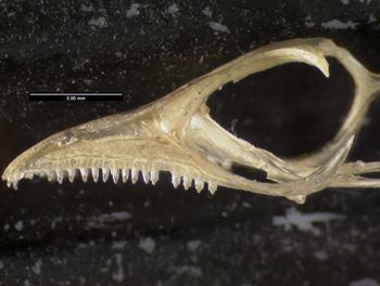 Media type: image;   Herpetology R-83660